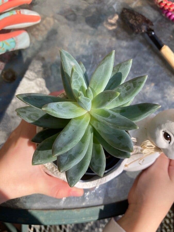Pachyphytum 11