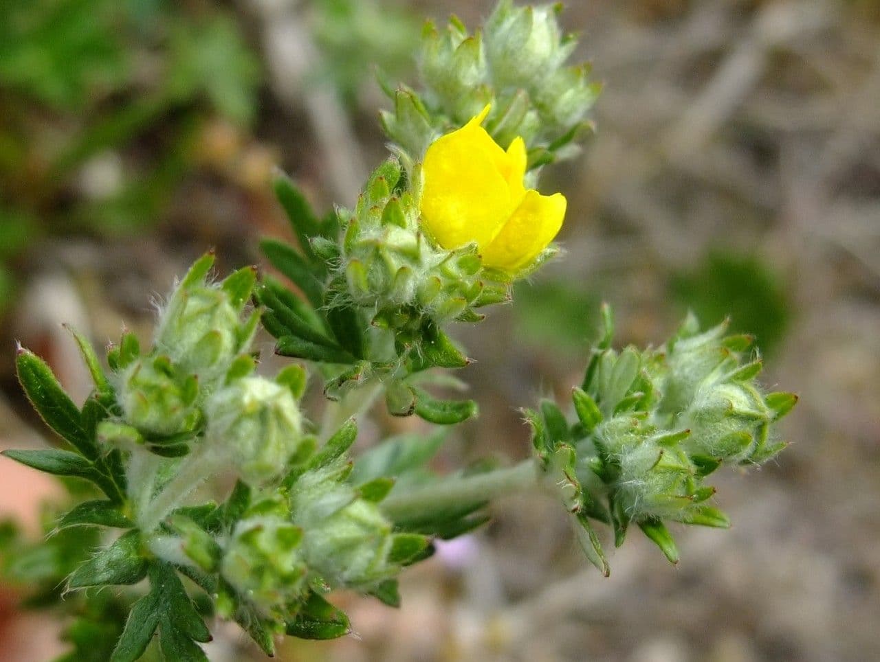 Cinquefoglie argentea 11