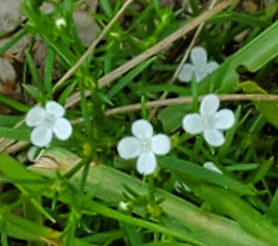 Polypremum procumbens 18