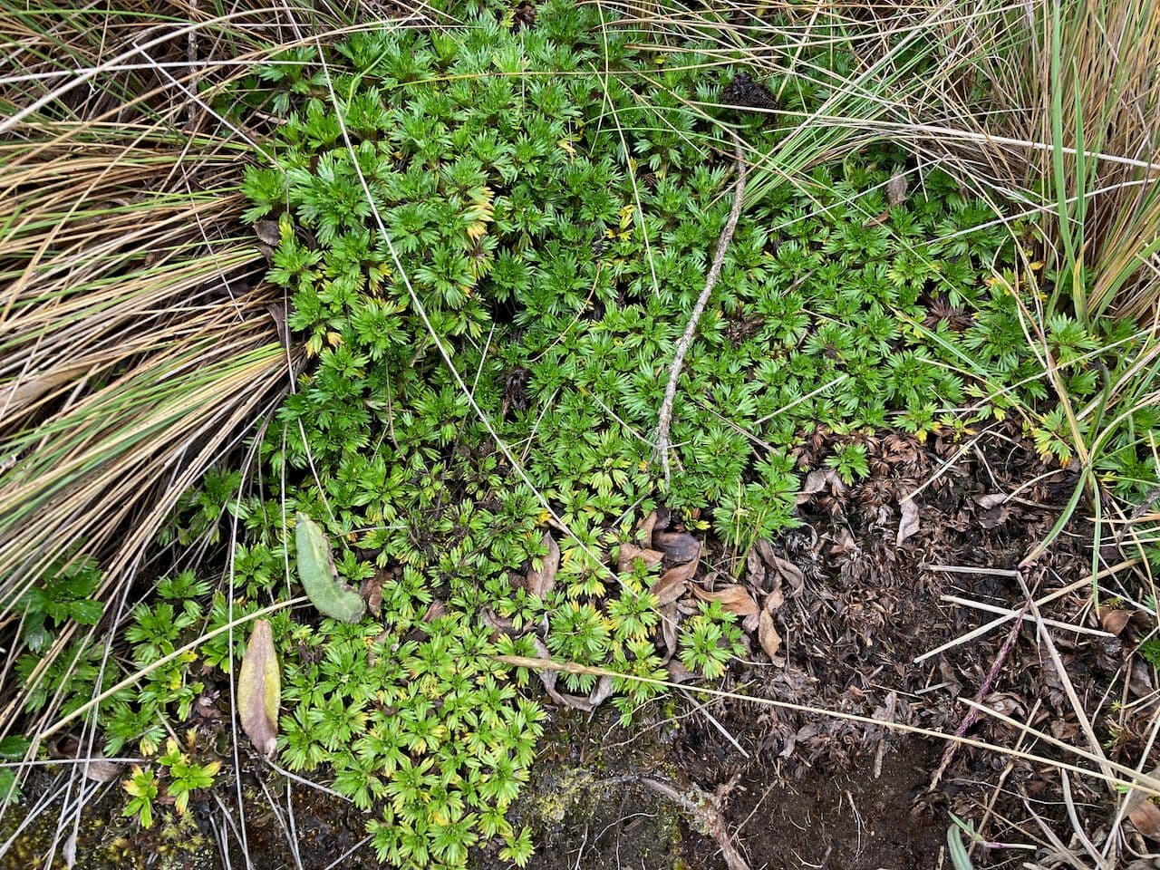 Azorella 4