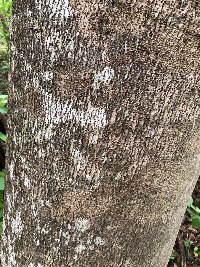 Hymenaea courbaril 19