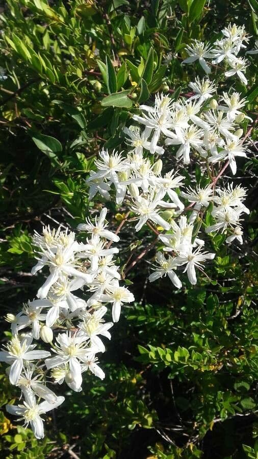 Clematítide 7