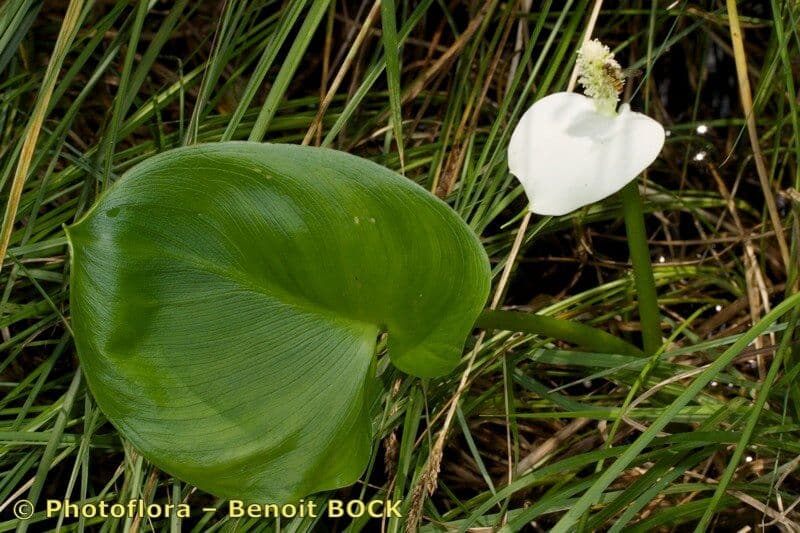 Calla di palude 27