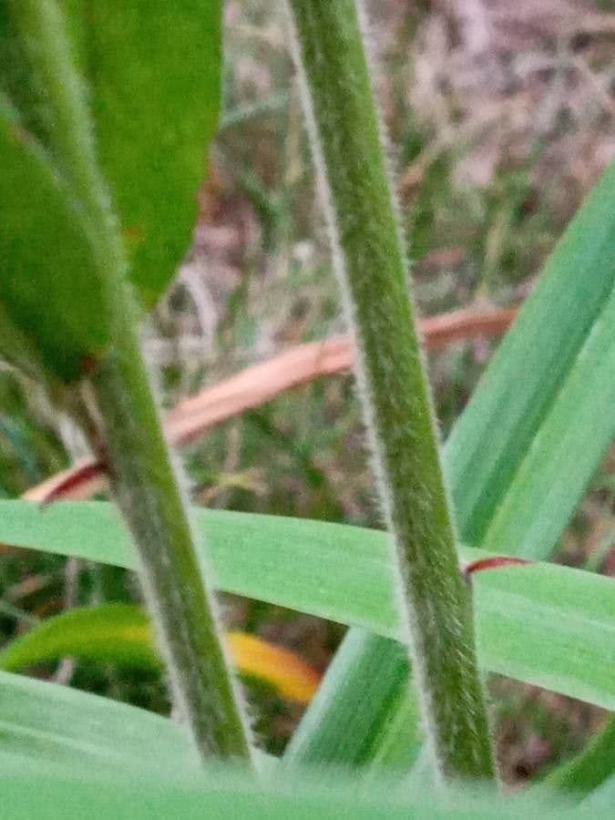 Lespedeza capitata 21