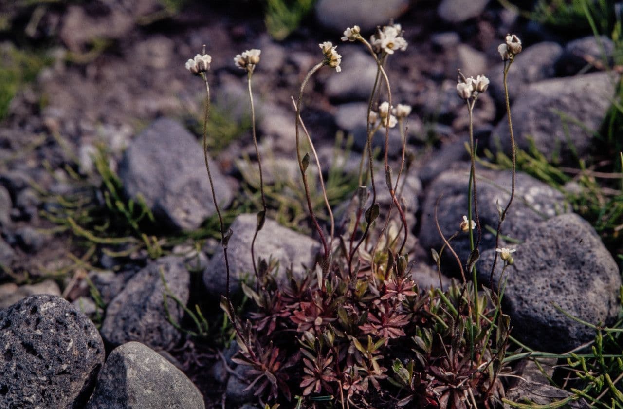 Draba 2