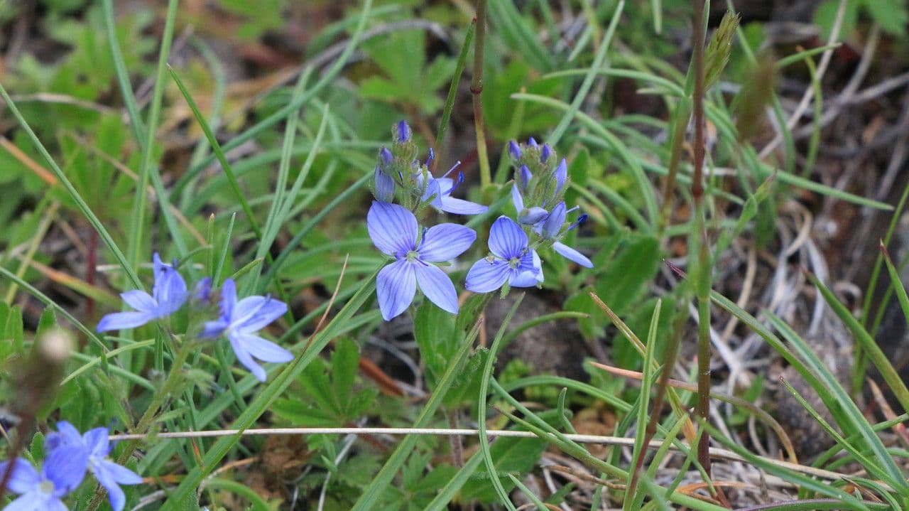 Veronica austriaca 9