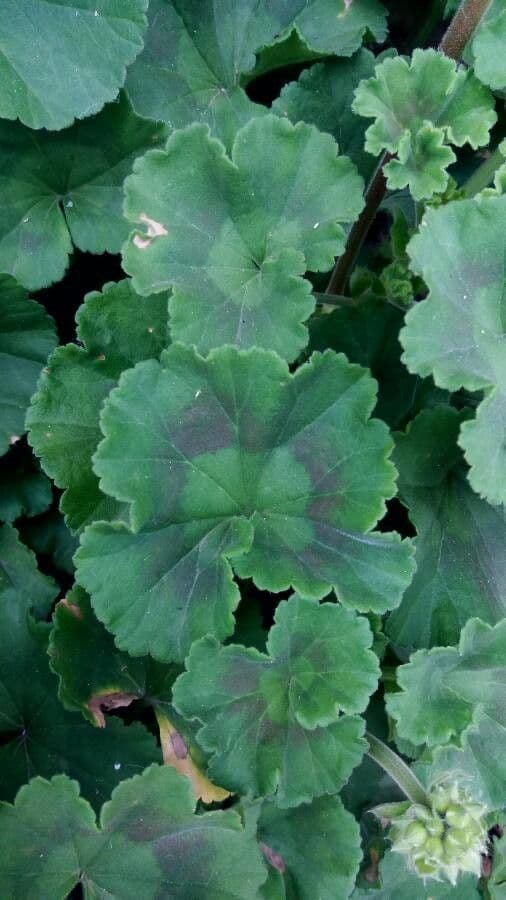 Pelargonium inodorum 15