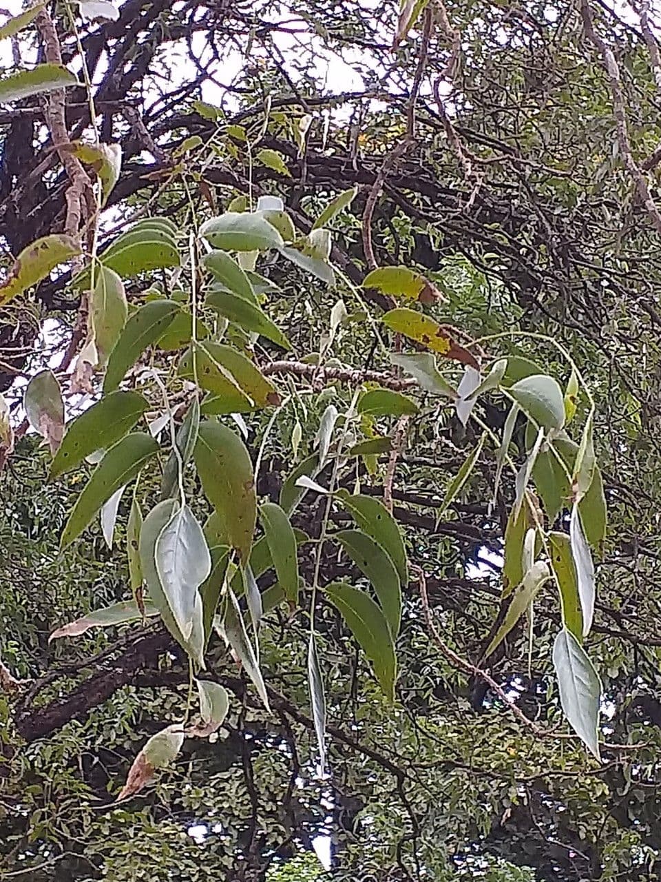 Bolusanthus 8