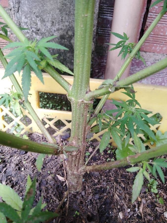Canapa 25