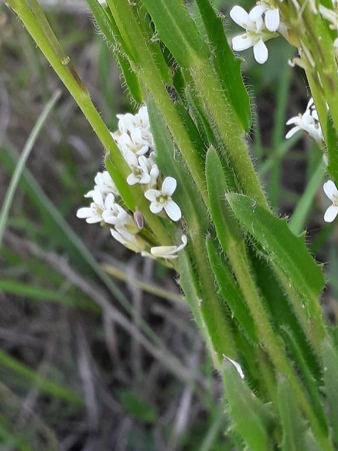 Arabetta irsuta 10