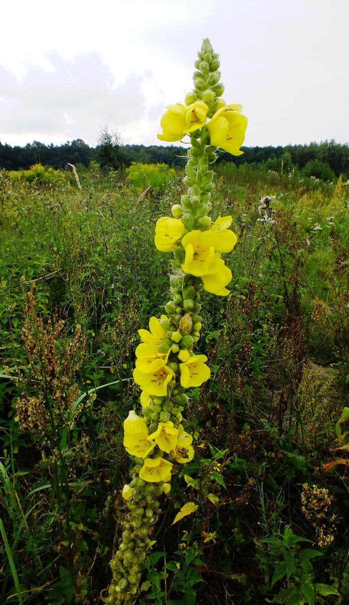 Großblütige Königskerze 14