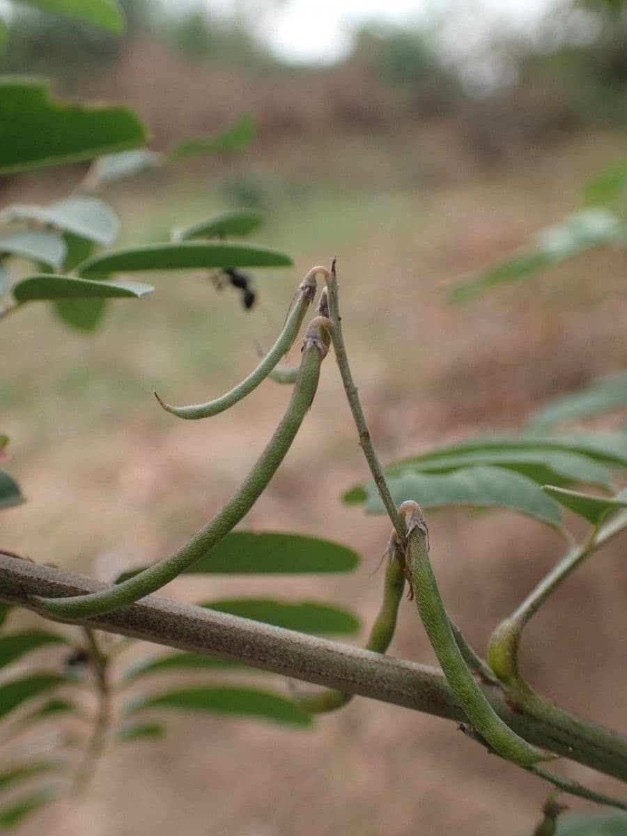 Indigofera