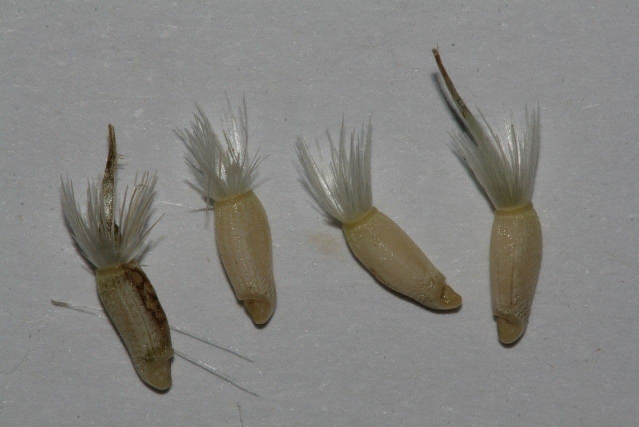 Mantisalca 27