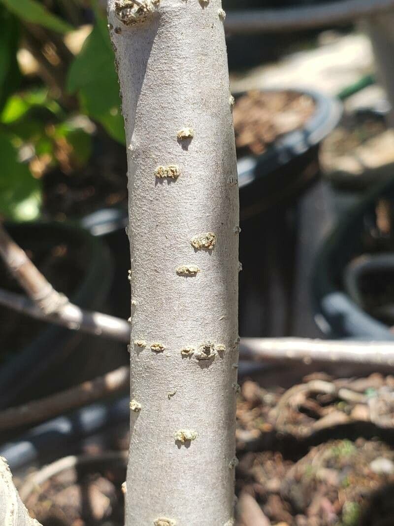 Aronia nera 24