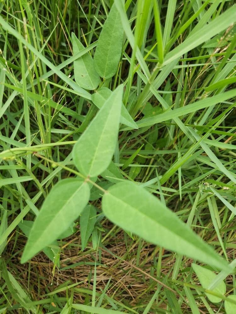 Vigna luteola 19