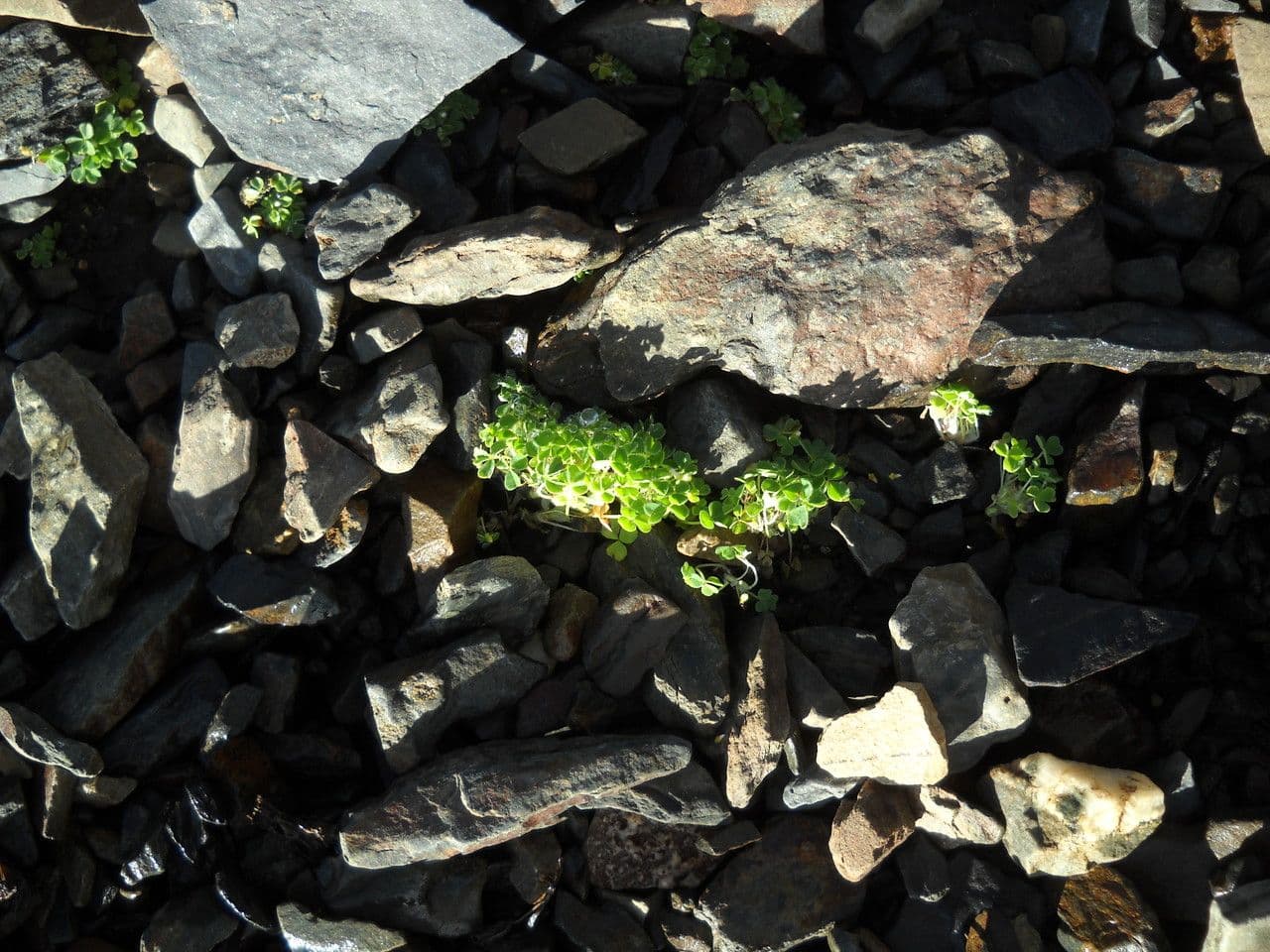 Acetosa 2