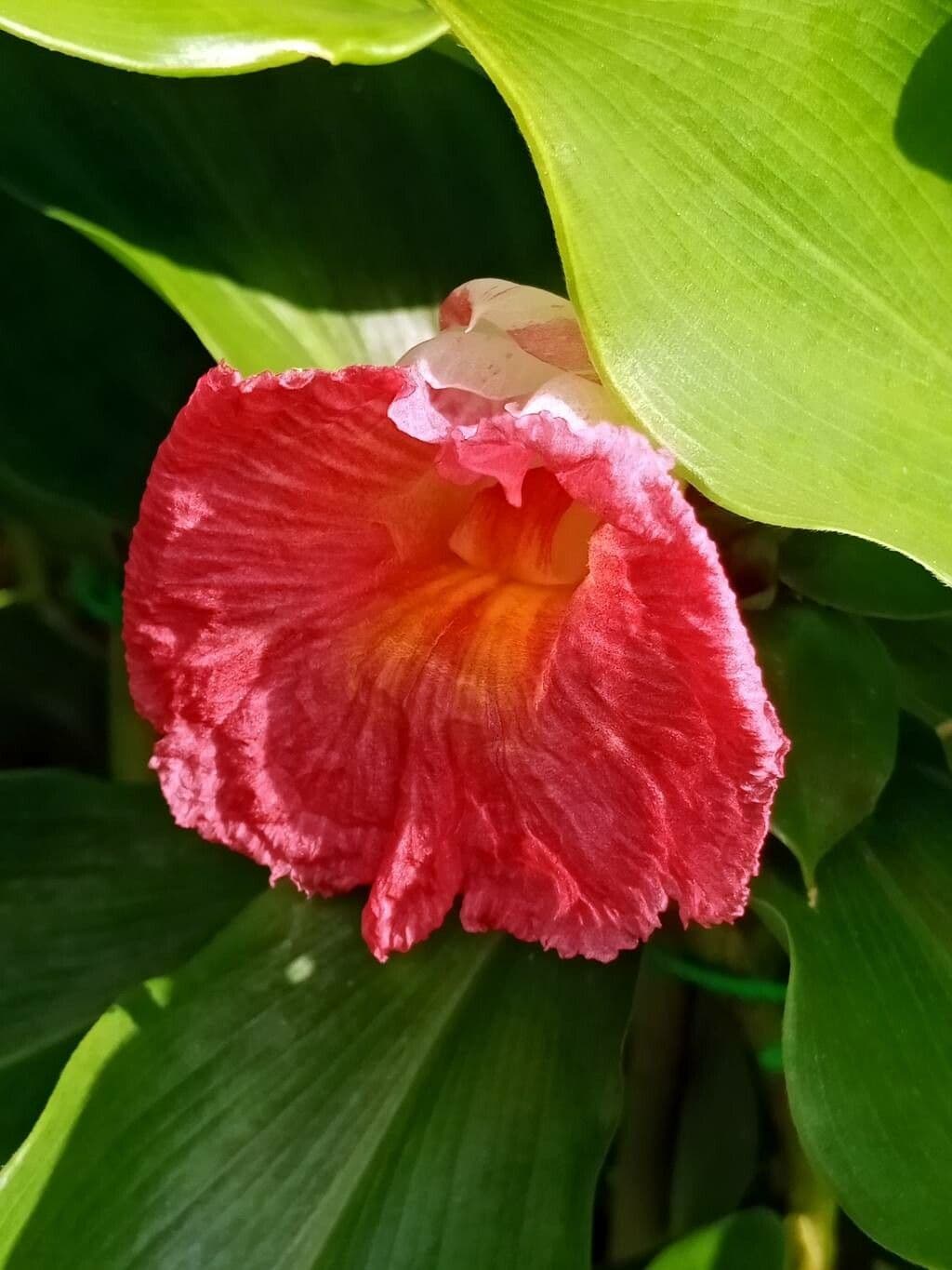 Costus 5