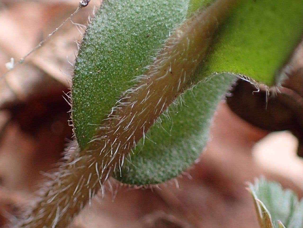 Polmonaria montana 3