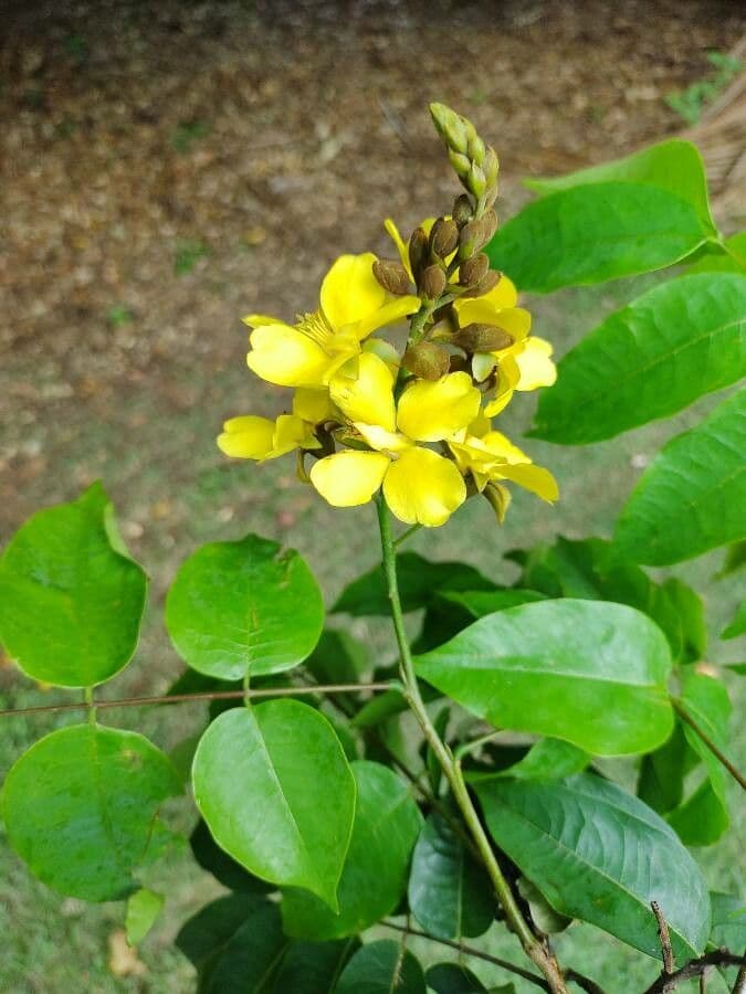 Cenostigma 5