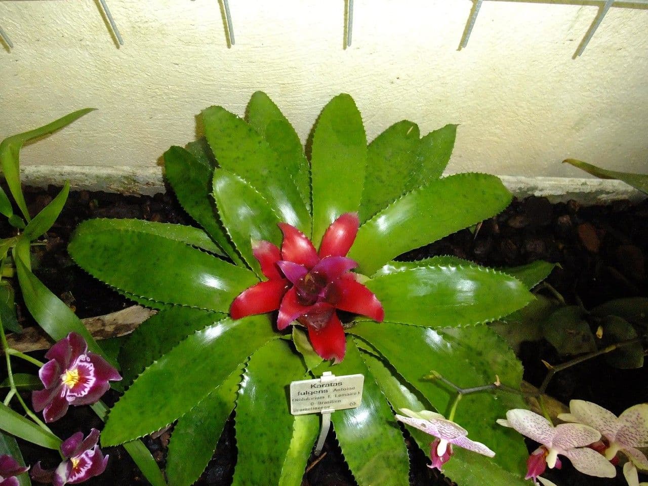 Nidularium 5