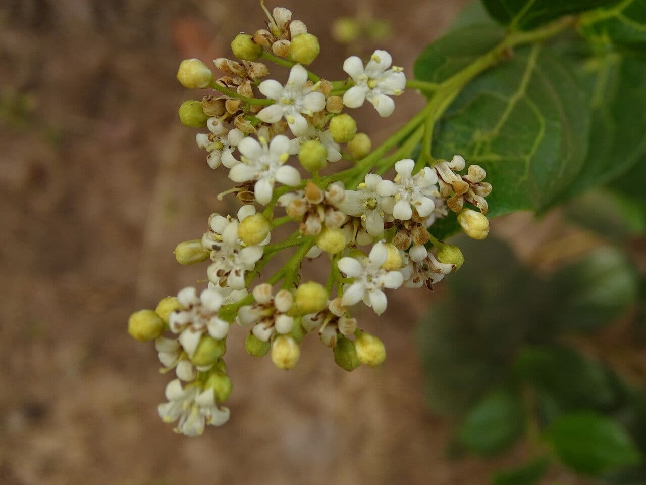 Icacina 5