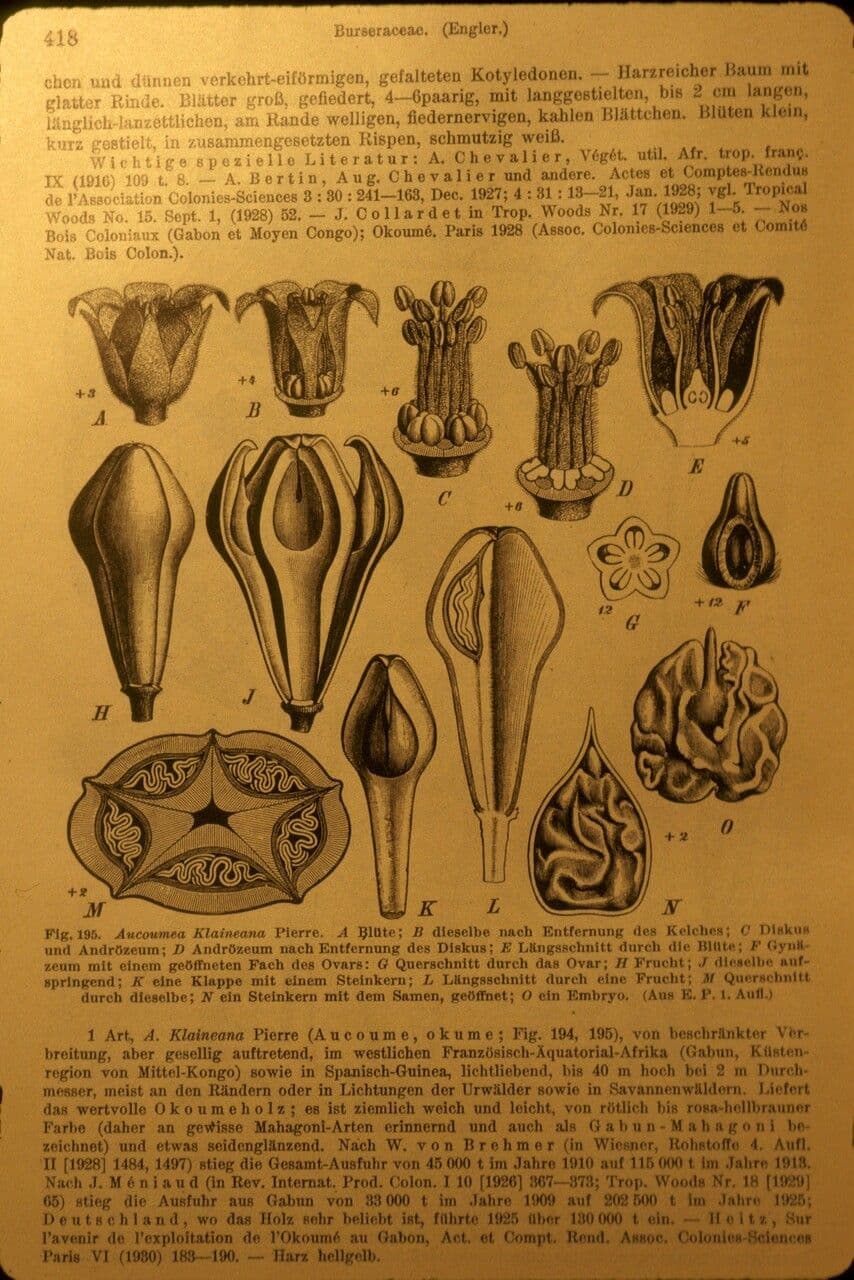Mogano del Gabon