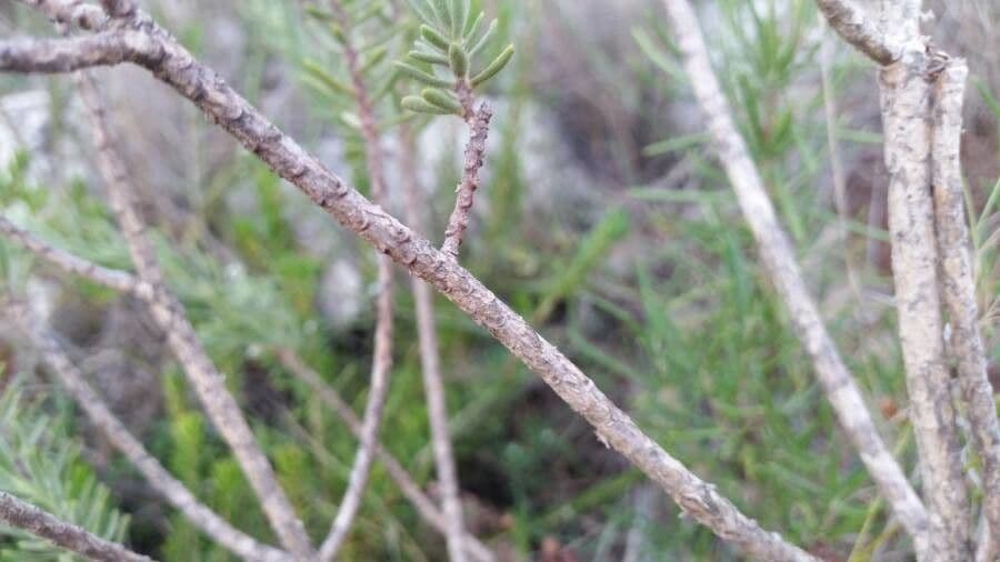 Daphne tinctoria 19