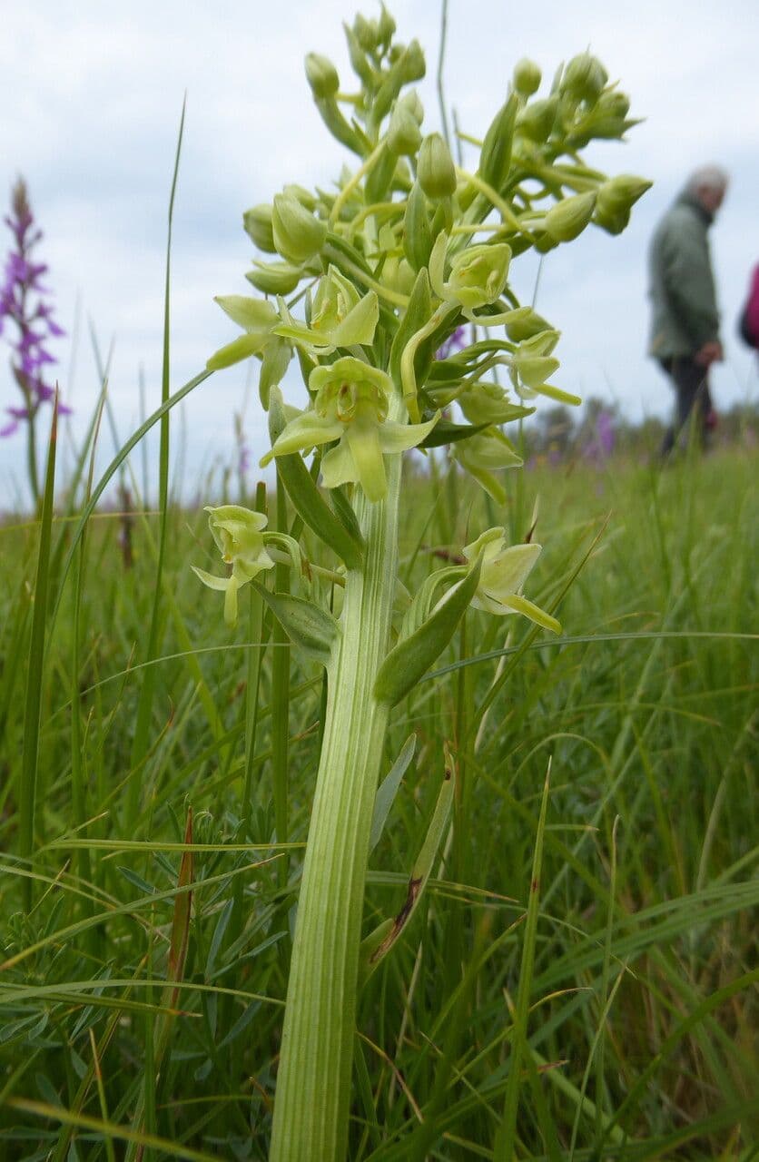 Platanthera algerina 12