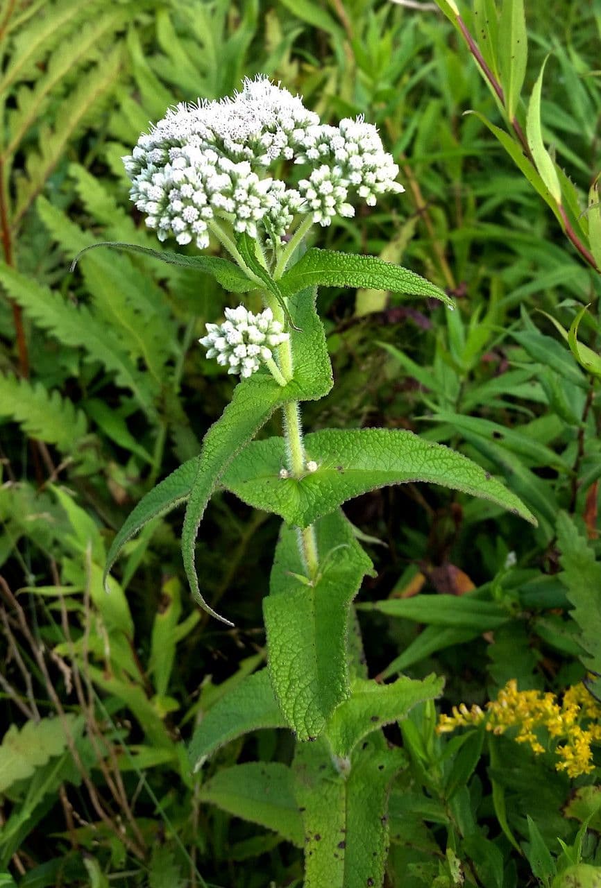 Eupatorio 13