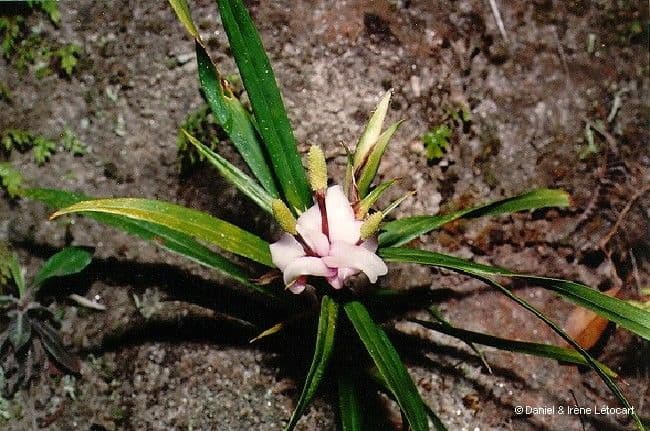 Freycinetia 7