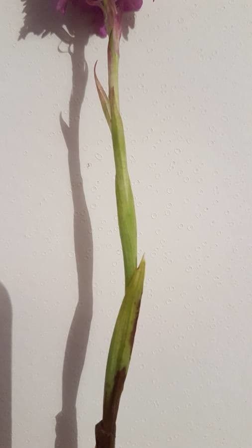 Orchis pyramidal 21