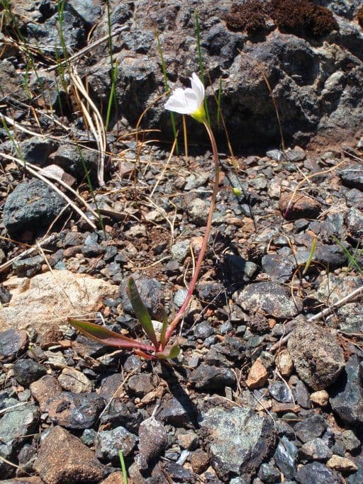 Gegenblatt-Lewisia 8