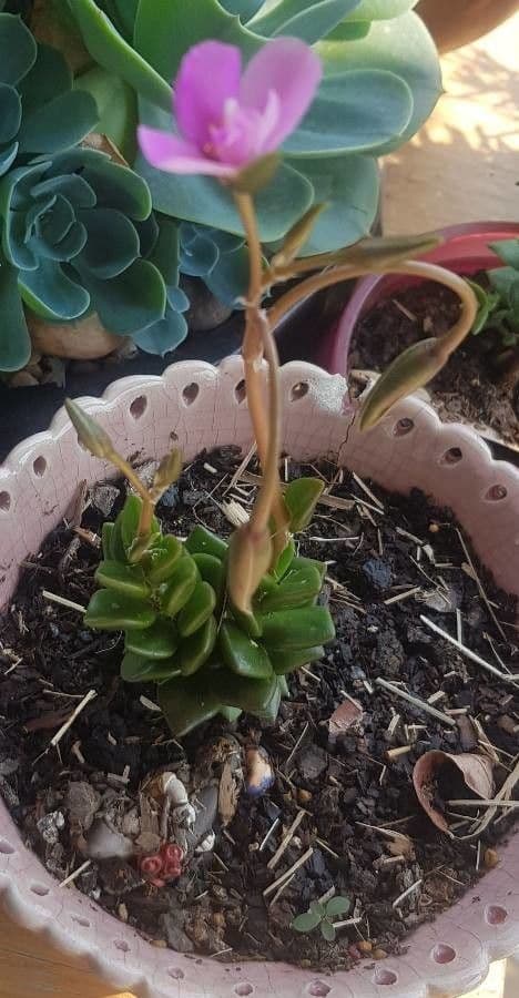 Anacampseros 4