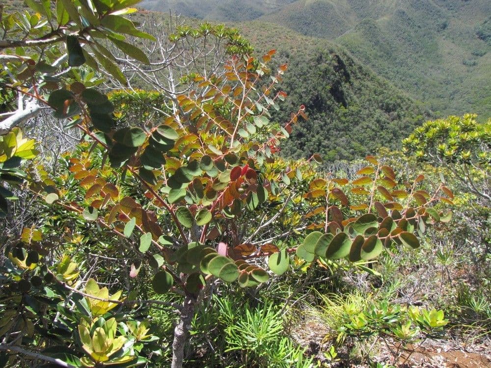 Phyllanthus