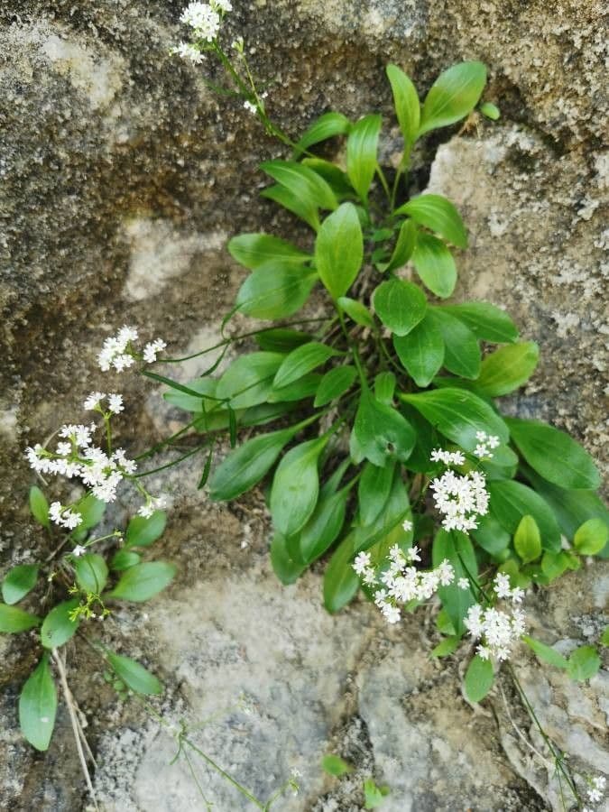 Felsen-Baldrian 5