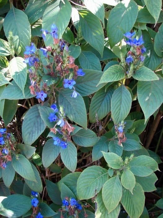 Eranthemum 3