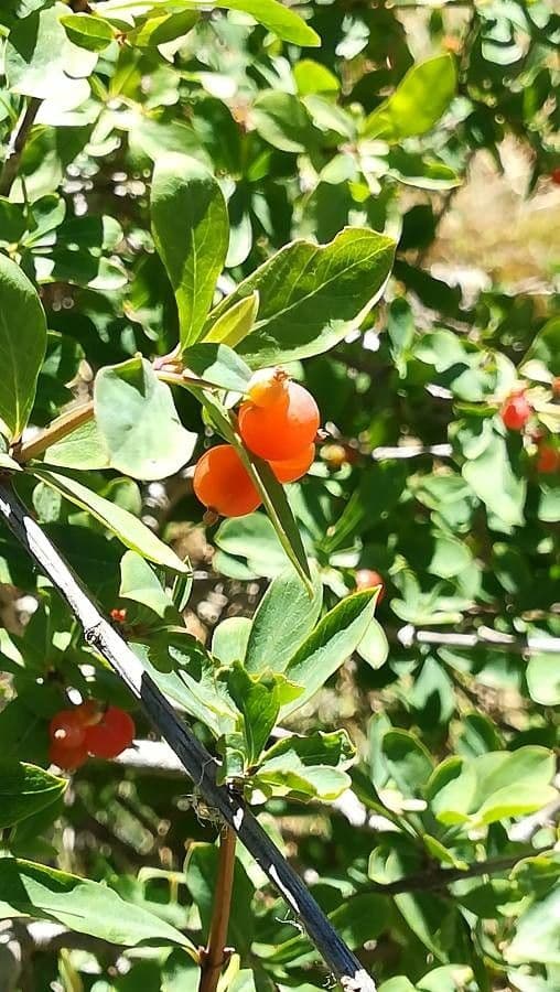 Caprifoglio pirenaico 17