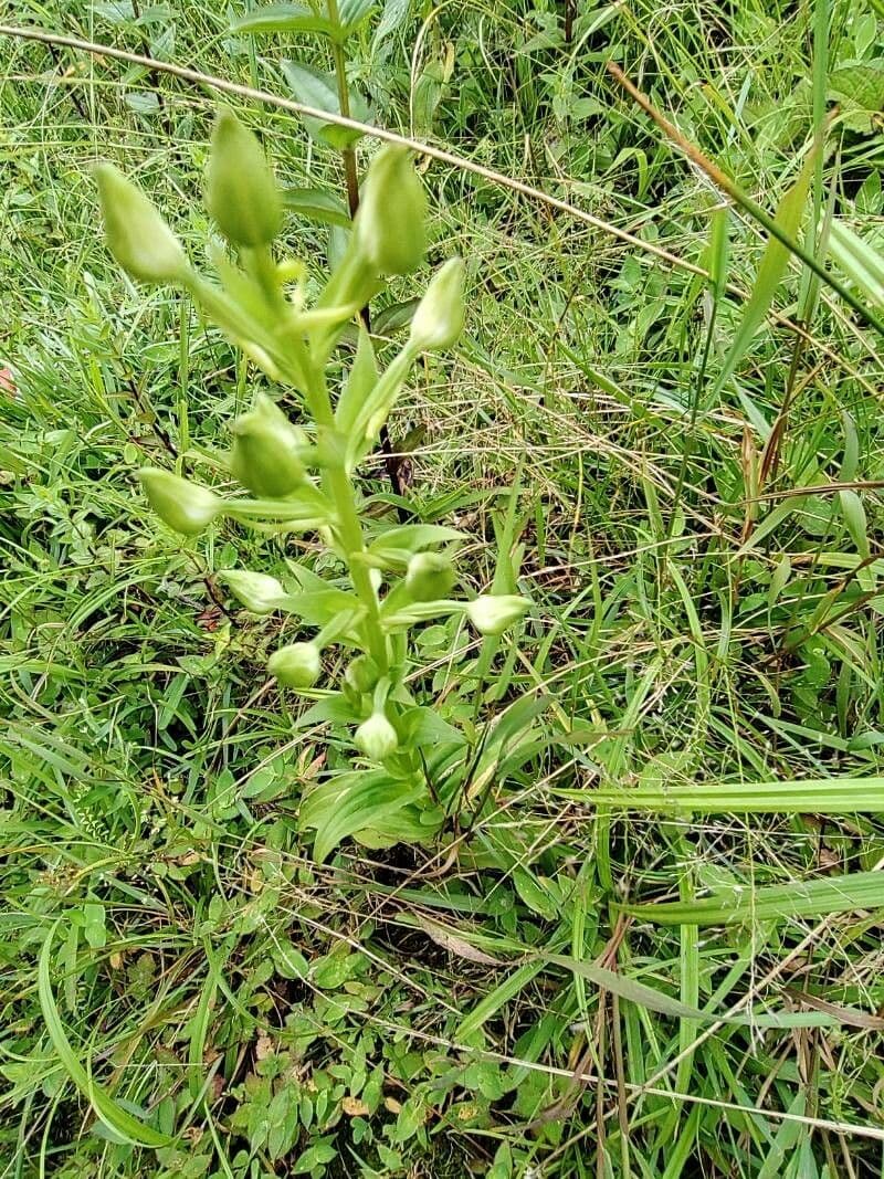 Habenaria 14
