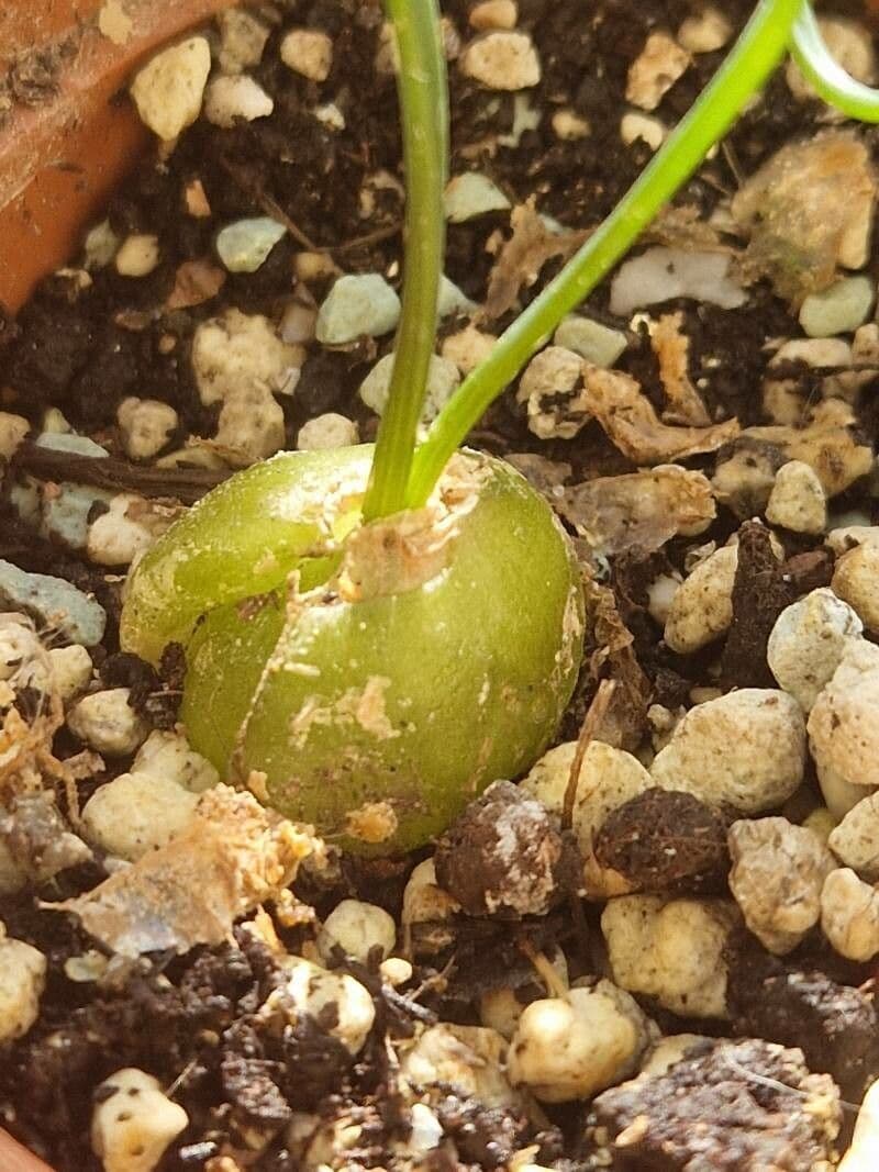 Albuca 6