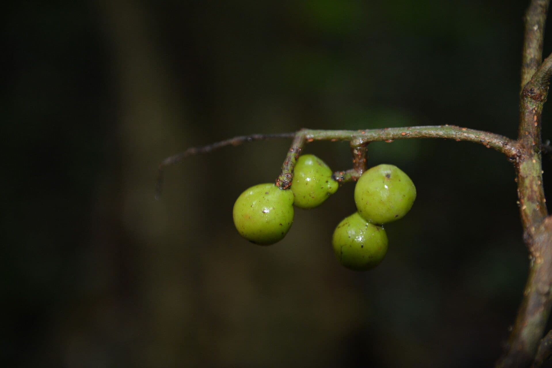 Meliosma 3