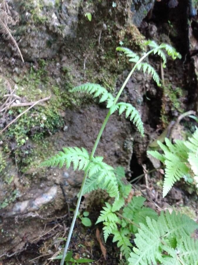 Macrothelypteris 12