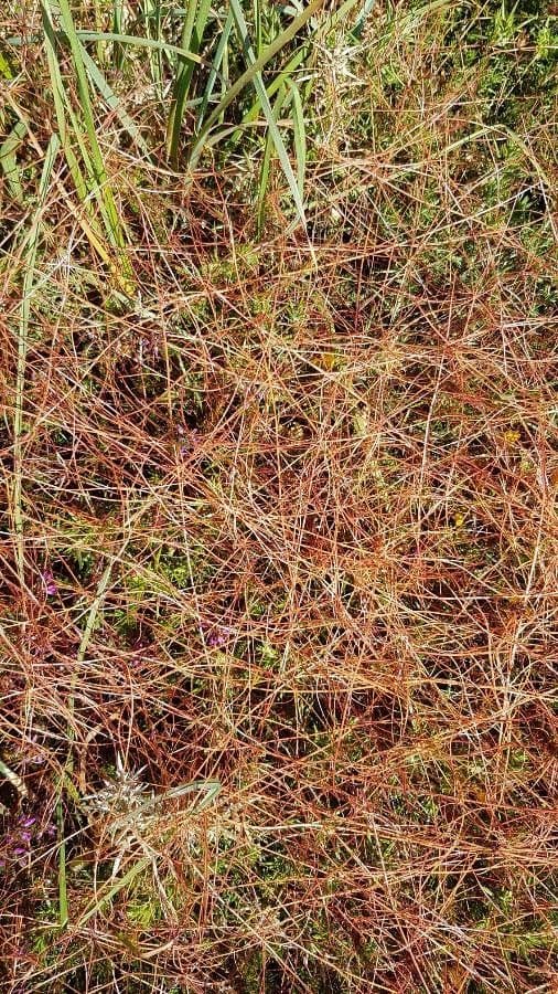 Cuscuta a semi piccoli 11