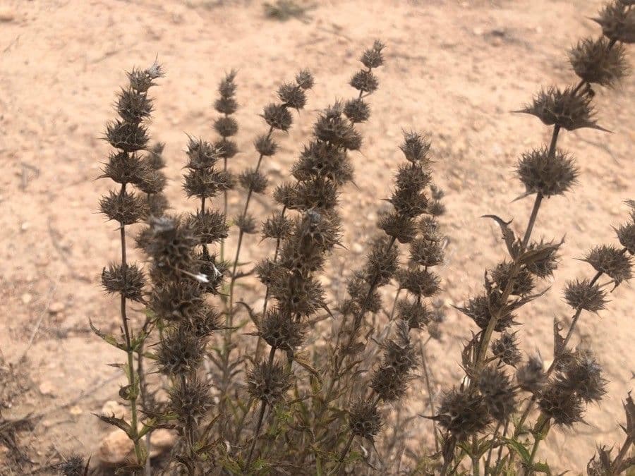 Sideritis cesmínolistý