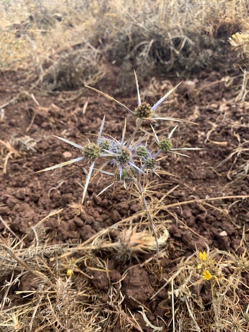 Panicaut crétois 12