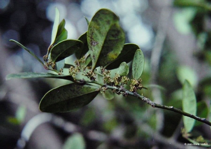Dicarpellum 3