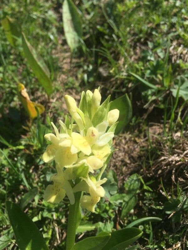 Orchidea sambucina 9