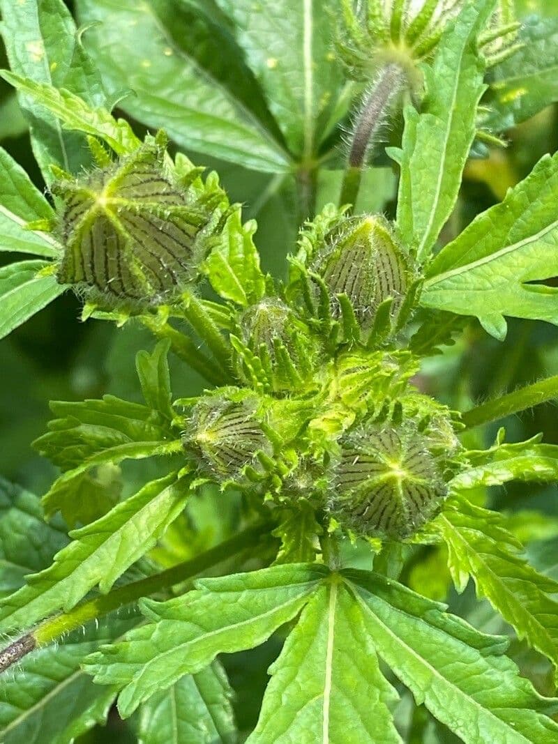 Garten-Eibisch 25