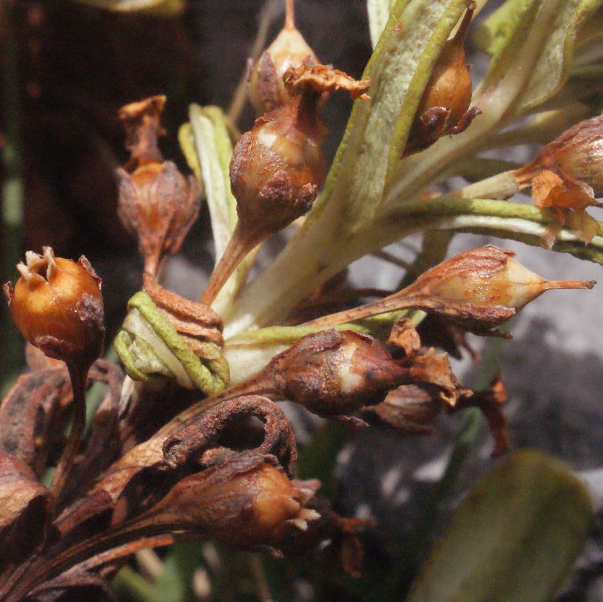 Lysimachia mauritiana