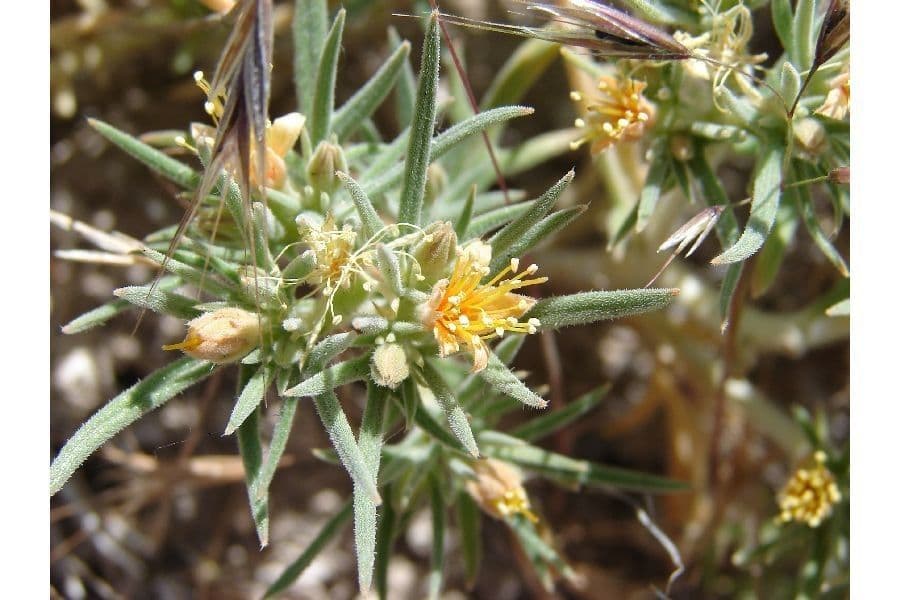 Mentzelia