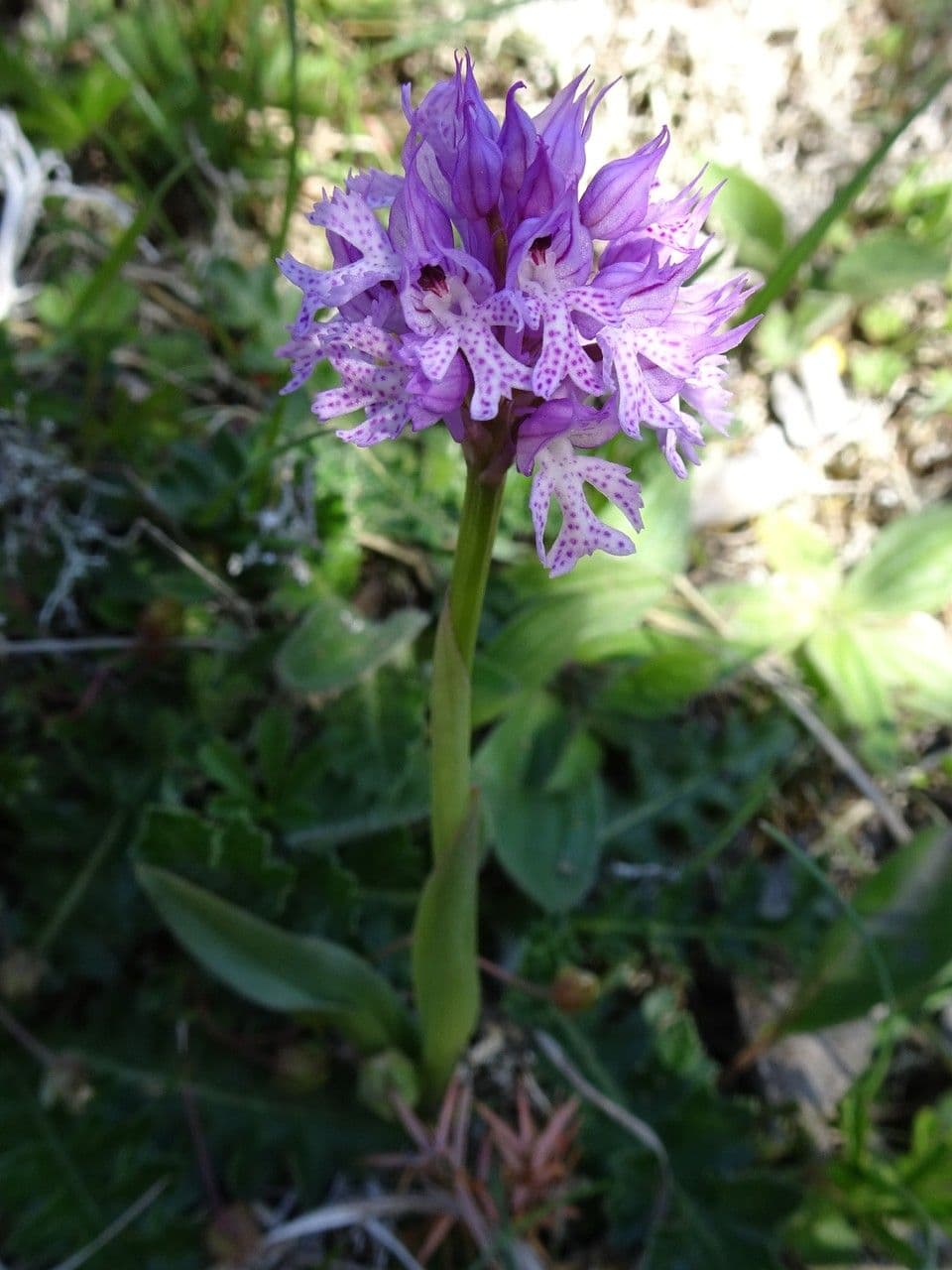 Orquídea tridentada 16